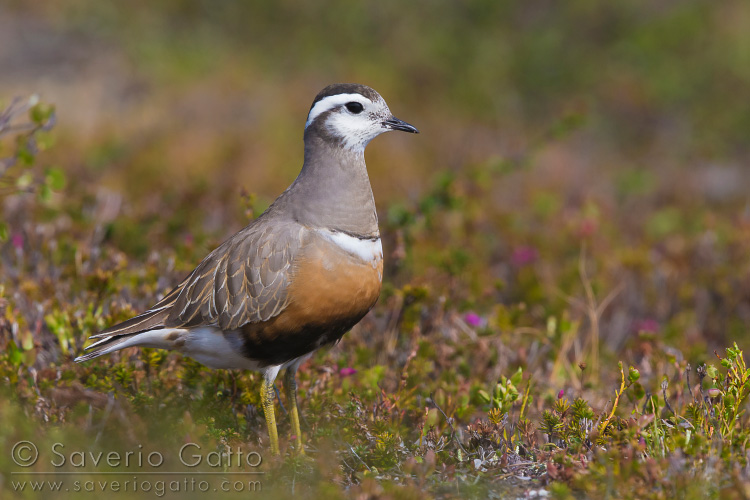 Eurasian Dotterel, adult stading in its breeding habitat