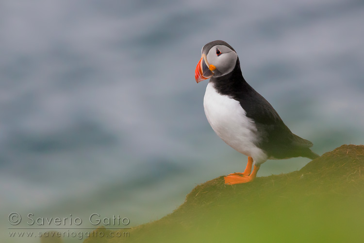 Atlantic Puffin