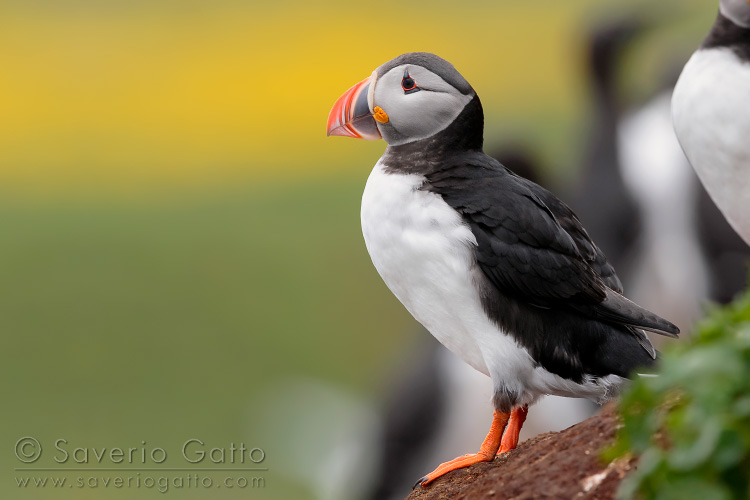 Atlantic Puffin