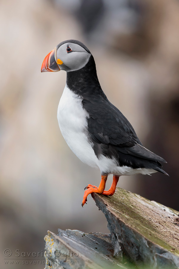 Atlantic Puffin, adult standing on a rock