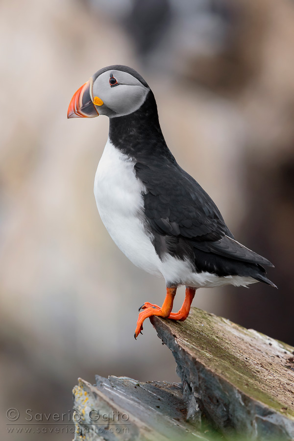 Atlantic Puffin