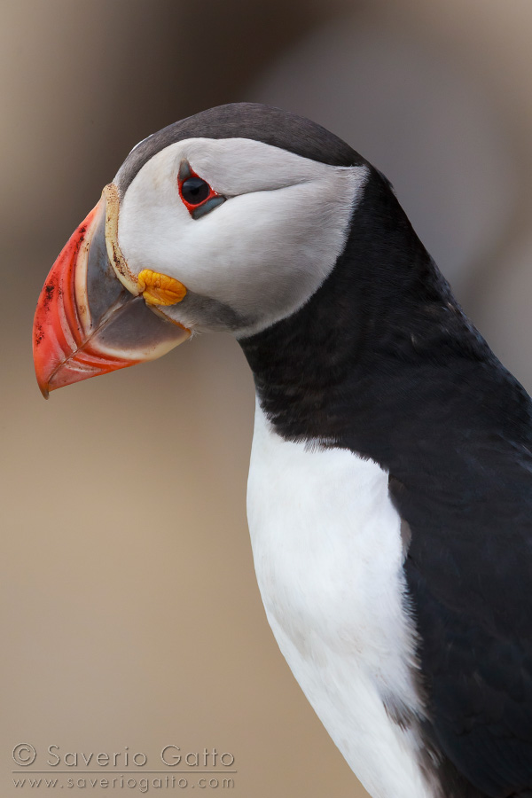 Atlantic Puffin