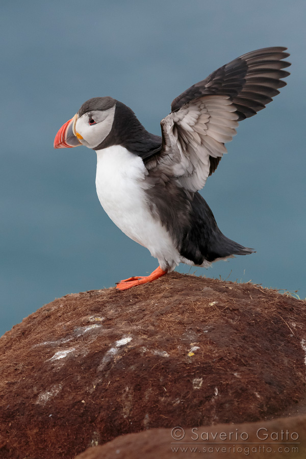 Atlantic Puffin