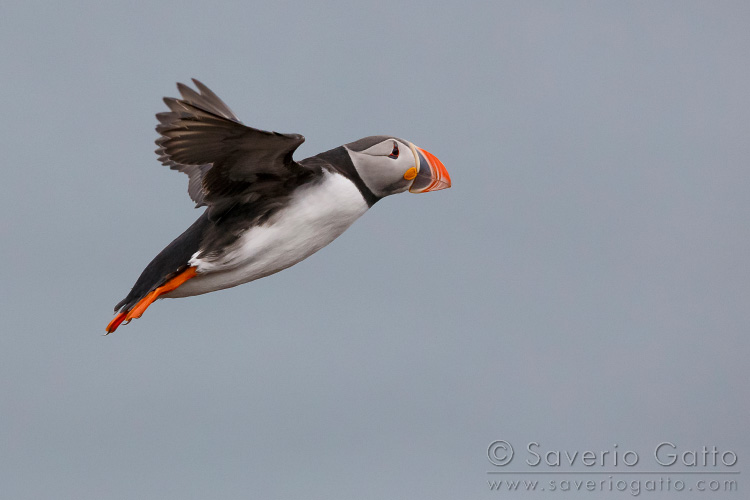 Atlantic Puffin, adult in flight