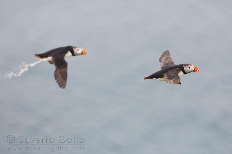 Atlantic Puffin, adult bombing in flight