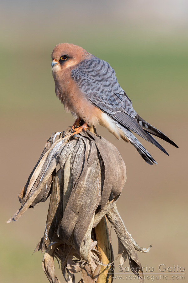 Red-footed Falcon