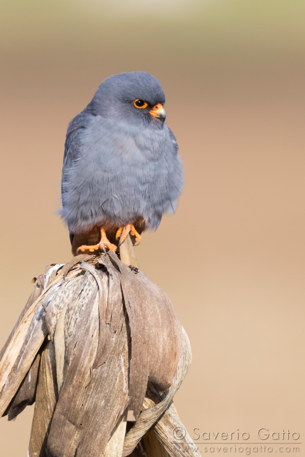 Red-footed Falcon