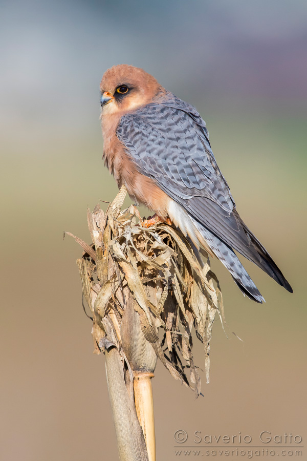 Red-footed Falcon