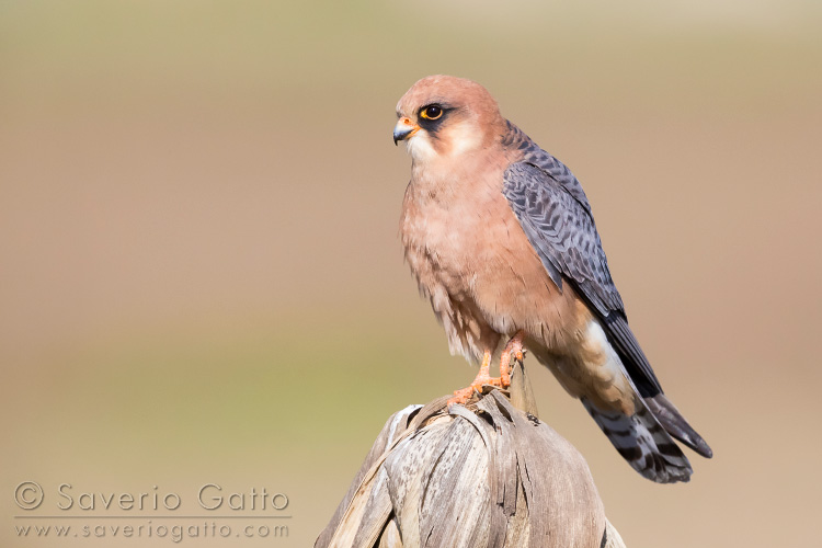 Red-footed Falcon