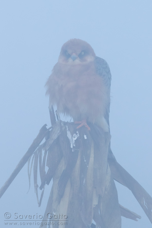 Red-footed Falcon