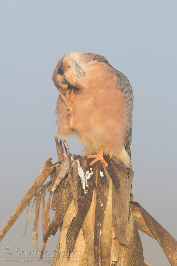 Red-footed Falcon