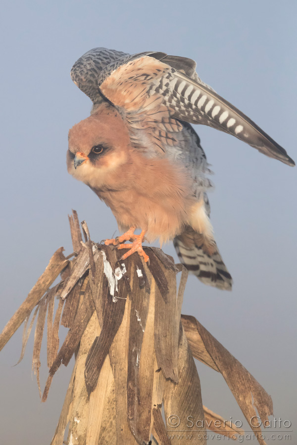 Red-footed Falcon