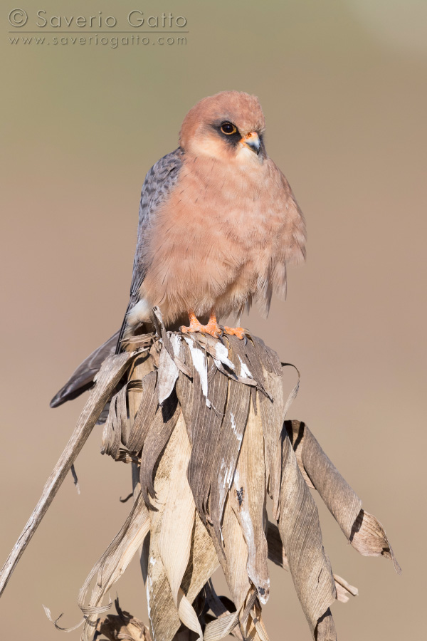 Red-footed Falcon