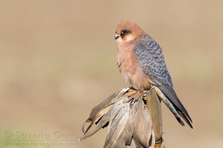 Red-footed Falcon