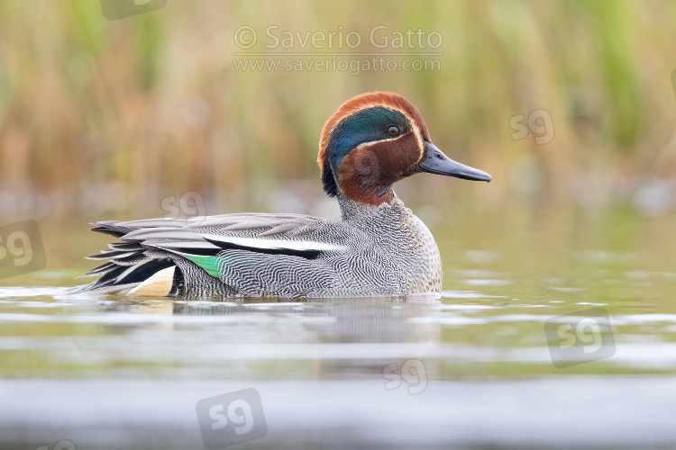 Eurasian Teal