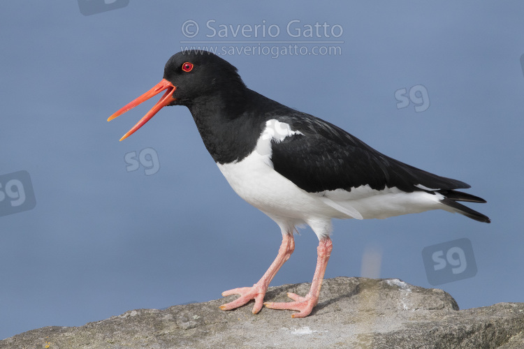 Eurasian Oystercatcher