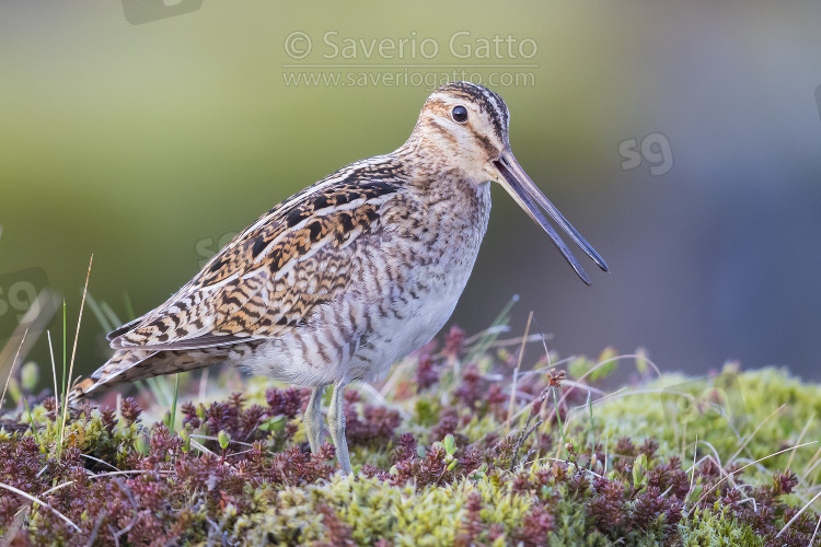 Common Snipe