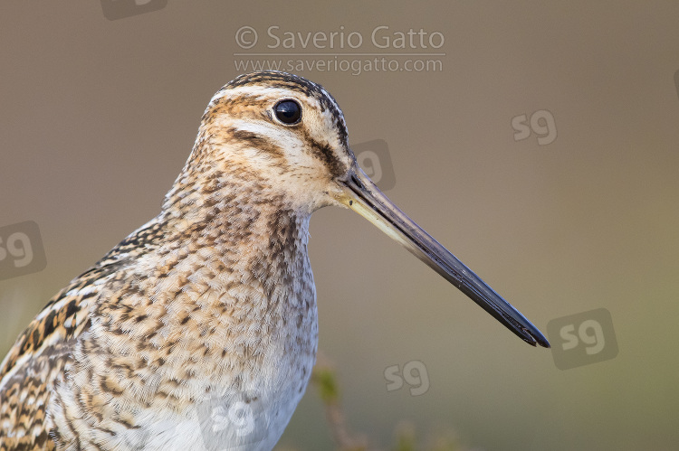 Common Snipe