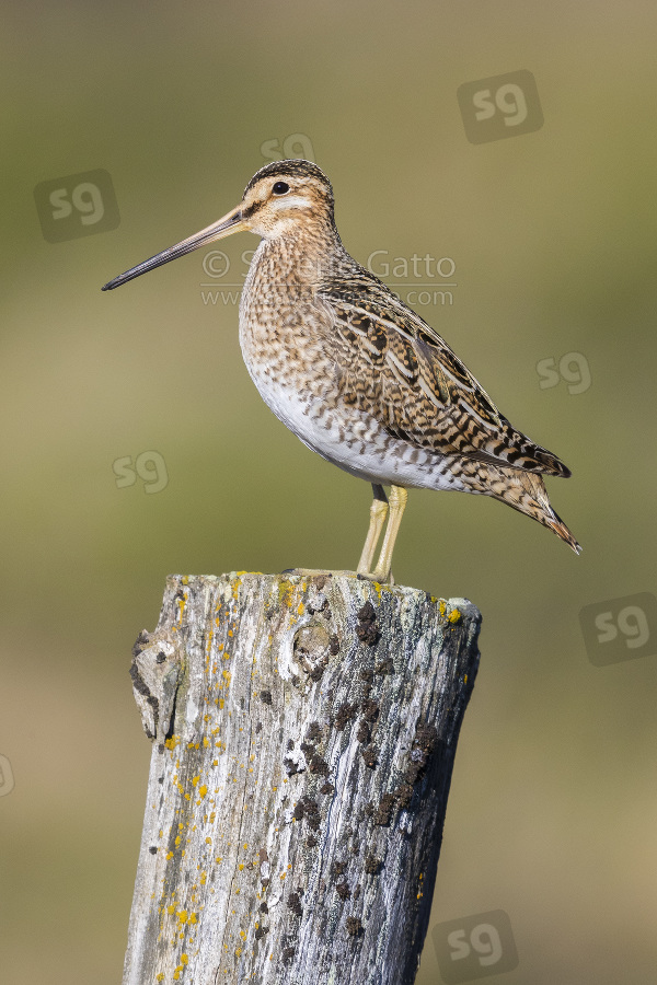 Common Snipe