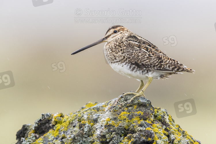 Common Snipe