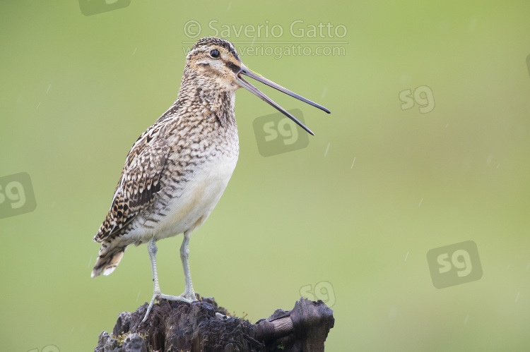 Common Snipe