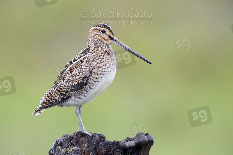 Common Snipe