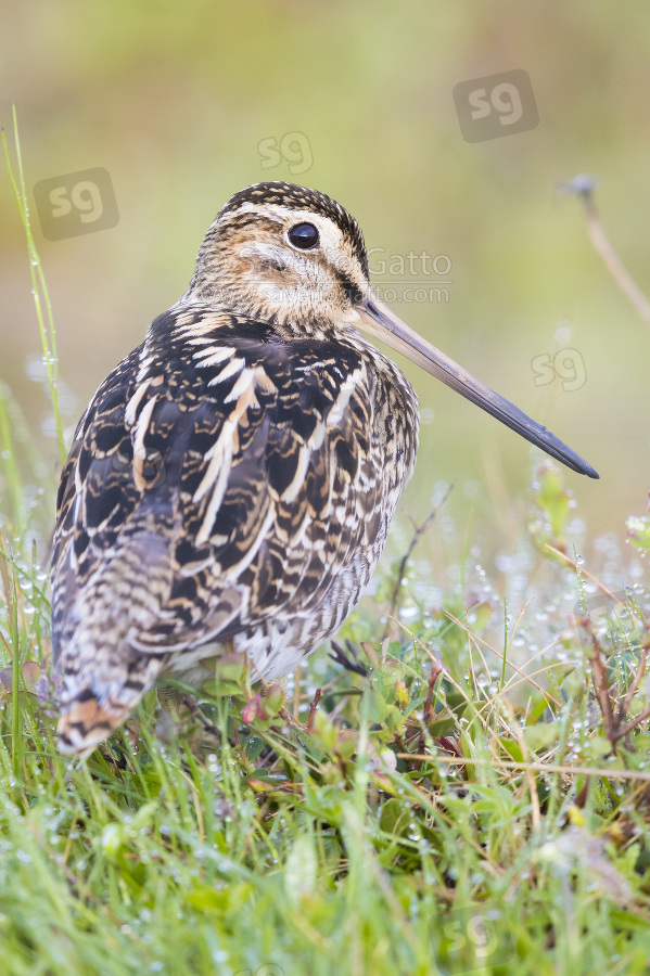 Common Snipe