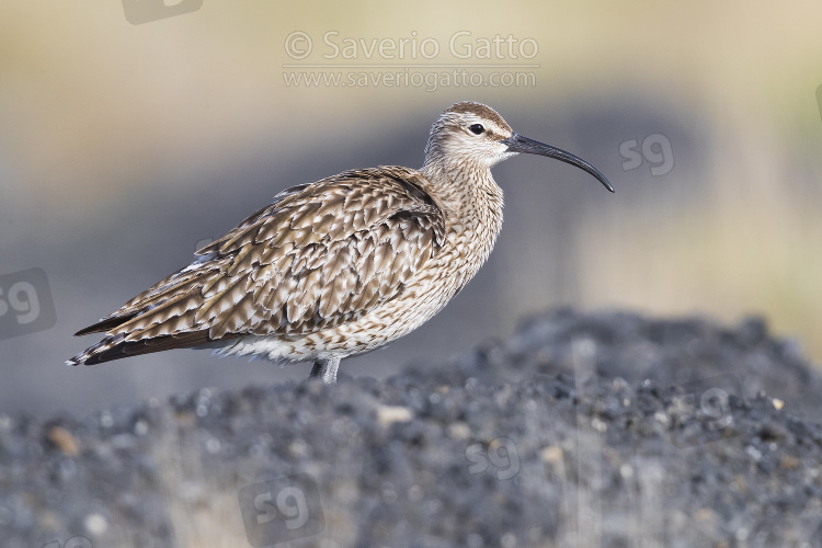 Eurasian Whimbrel