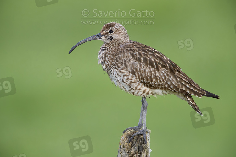 Eurasian Whimbrel