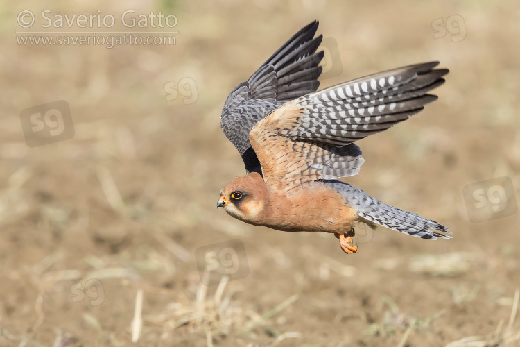 Red-footed Falcon