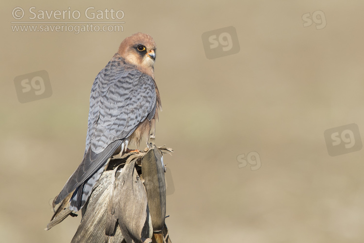 Red-footed Falcon