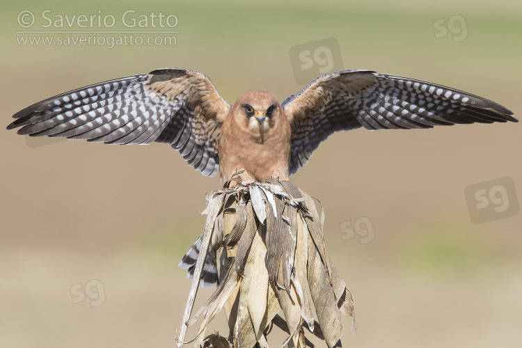 Red-footed Falcon