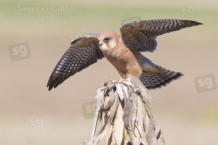 Red-footed Falcon