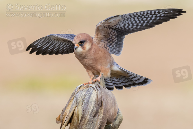 Red-footed Falcon