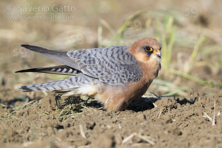 Red-footed Falcon