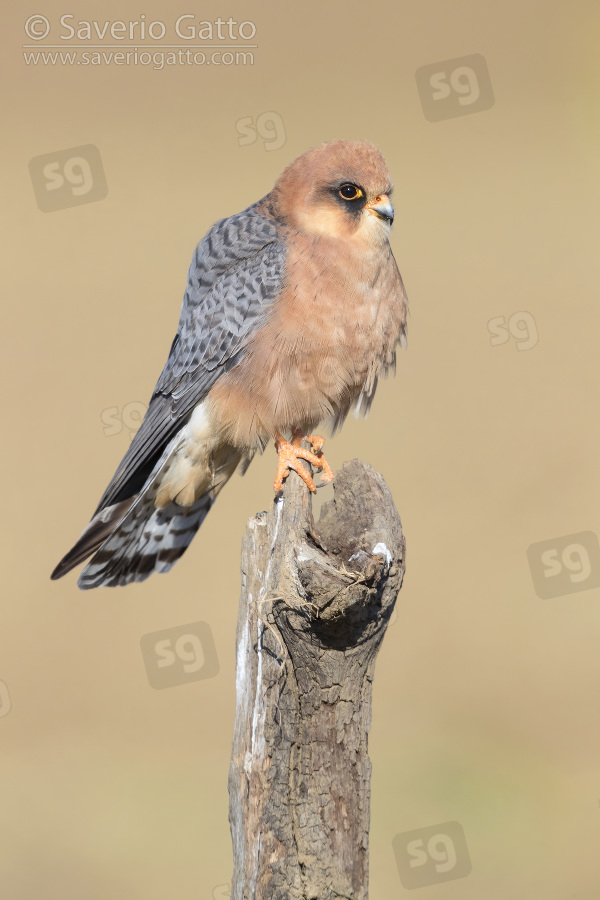 Red-footed Falcon