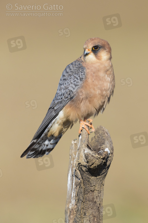 Red-footed Falcon