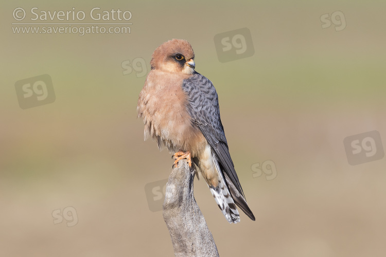 Red-footed Falcon