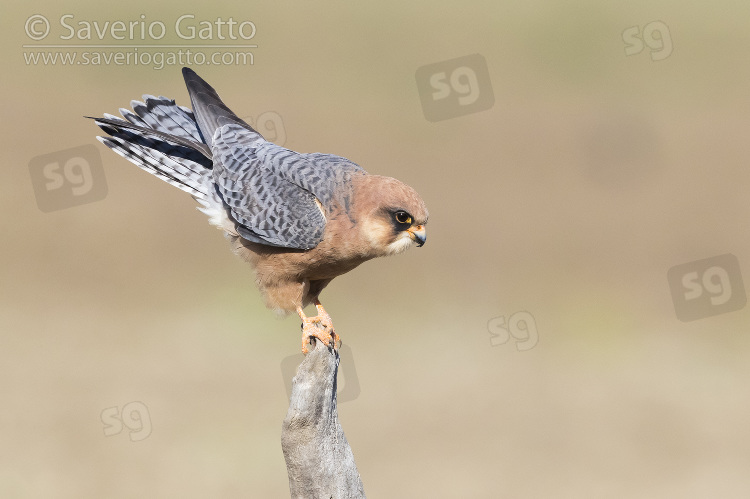 Red-footed Falcon