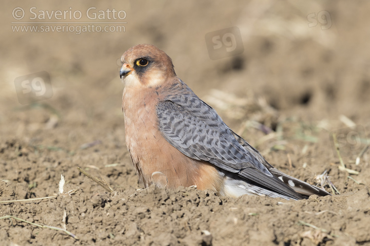 Red-footed Falcon