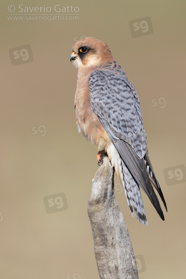 Red-footed Falcon