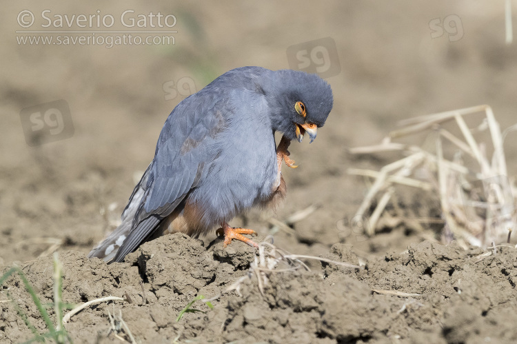 Red-footed Falcon