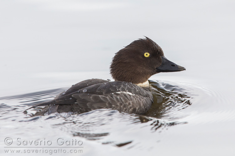 Common Goldeneye, adult female swimming in a lake
