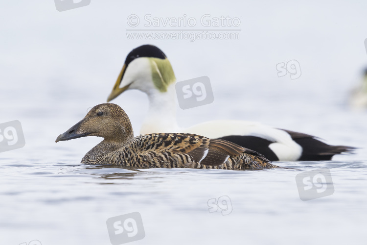 Common Eider