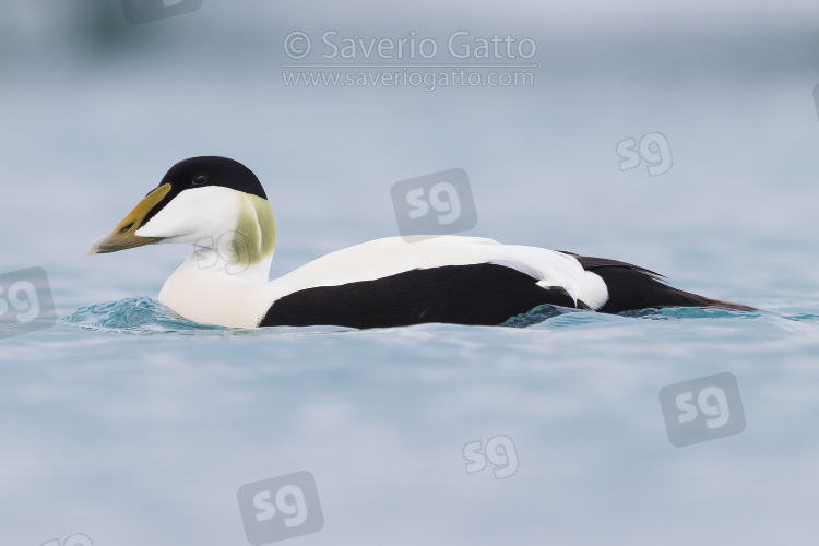 Common Eider