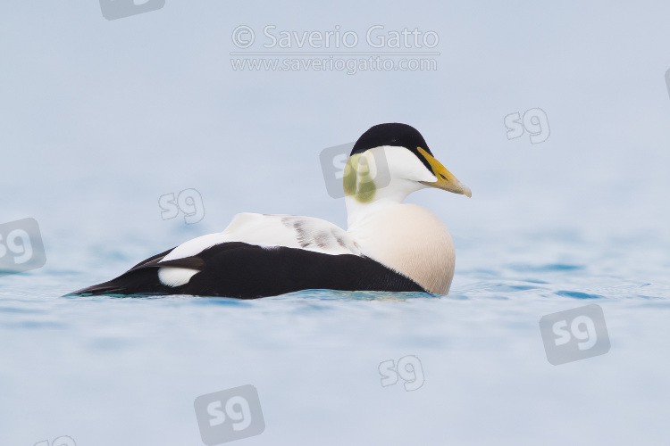 Common Eider