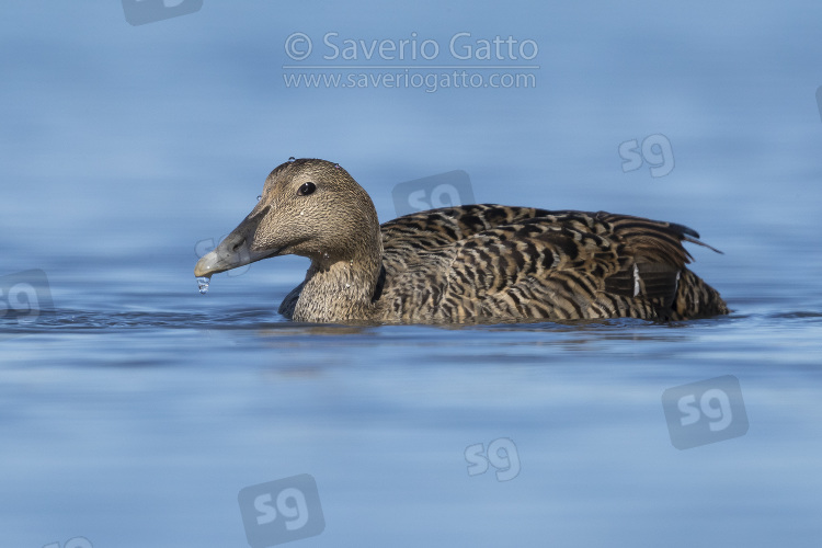 Common Eider