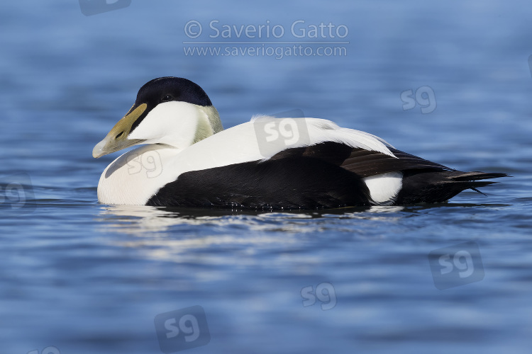 Common Eider