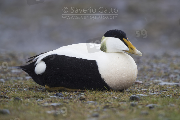 Common Eider