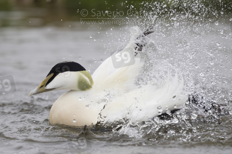 Common Eider